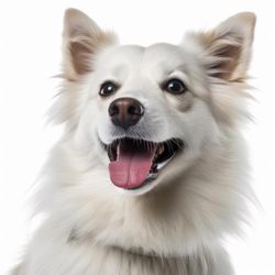 Portrait of American Eskimo Dog