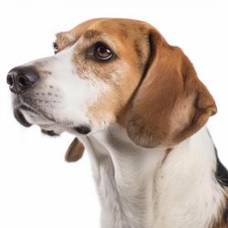 Portrait of Beagle