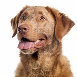 Portrait of Chesapeake Bay Retriever